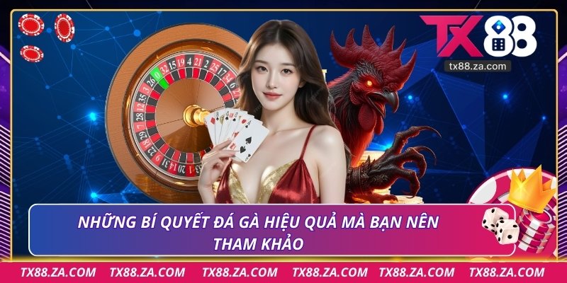 Những bí quyết đá gà hiệu quả mà bạn nên tham khảo